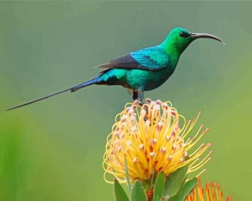 Green Sunbird Paint By Numbers