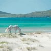 Horse In Luskintyre Beach Paint By Numbers