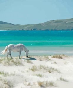 Horse In Luskintyre Beach Paint By Numbers