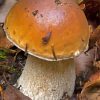 King Bolete Boletus Edulis Paint By Numbers