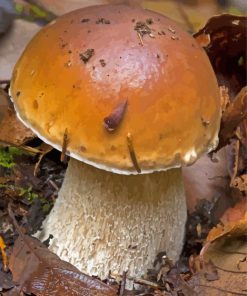 King Bolete Boletus Edulis Paint By Numbers