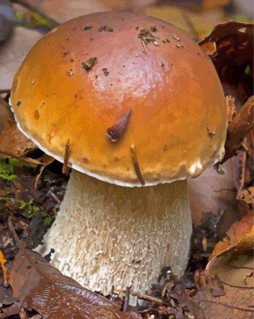 King Bolete Boletus Edulis Paint By Numbers