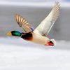 Mallard Duck Bird Flying Paint By Numbers