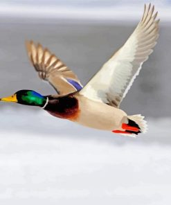 Mallard Duck Bird Flying Paint By Numbers