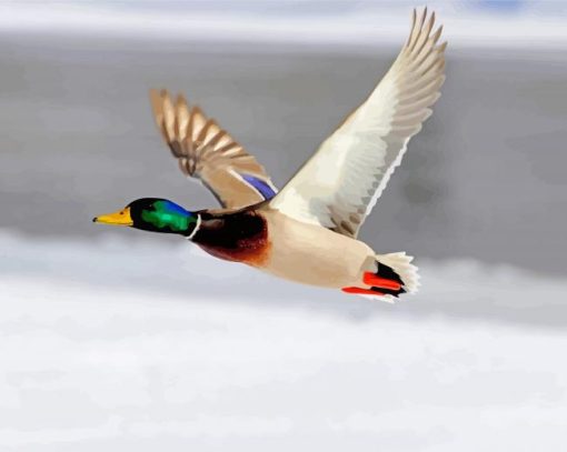 Mallard Duck Bird Flying Paint By Numbers