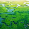 Mangroves Gambia Paint By Numbers