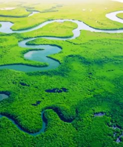 Mangroves Gambia Paint By Numbers