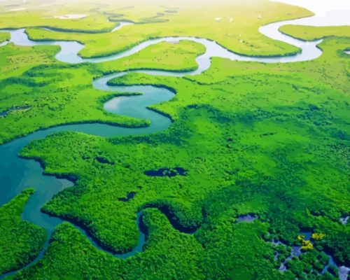 Mangroves Gambia Paint By Numbers