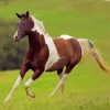 Pinto Horse Running Paint By Numbers