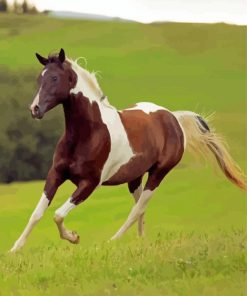 Pinto Horse Running Paint By Numbers