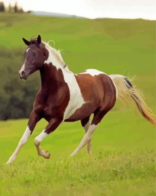 Pinto Horse Running Paint By Numbers