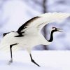 Red Crowned Crane Japanese Bird Paint By Numbers