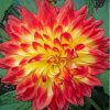 Red Orange Dahlia Blooming Flower Paint By Numbers