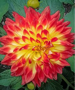 Red Orange Dahlia Blooming Flower Paint By Numbers