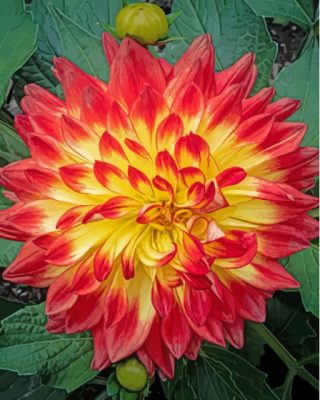 Red Orange Dahlia Blooming Flower Paint By Numbers