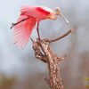 Roseate Spoonbill Paint By Numbers