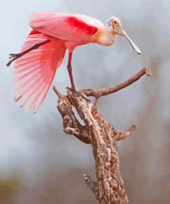 Roseate Spoonbill Paint By Numbers