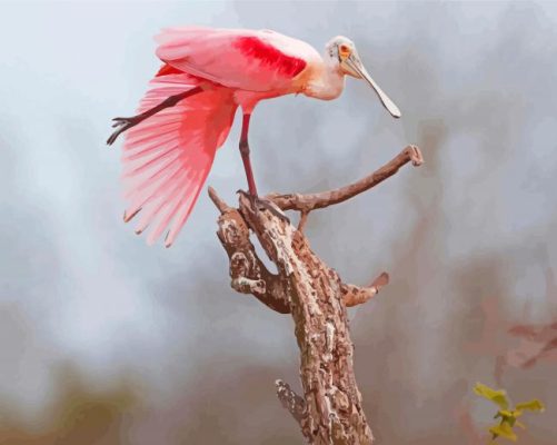 Roseate Spoonbill Paint By Numbers