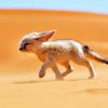 Sandfox In Desert Paint By Numbers