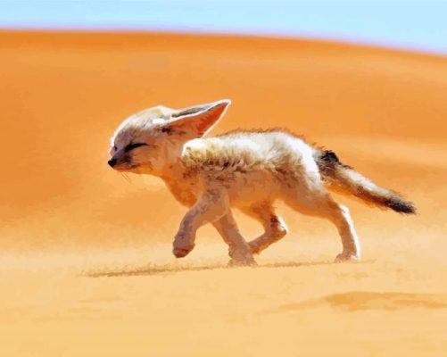 Sandfox In Desert Paint By Numbers