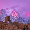 Snowy Lone Pine Peak Paint By Numbers