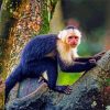 The Capuchin Monkey Paint By Numbers