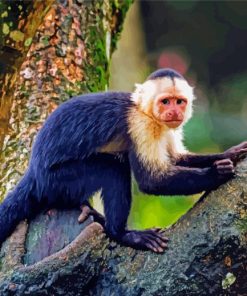 The Capuchin Monkey Paint By Numbers