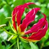 The Gloriosa Lily Plant Paint By Numbers