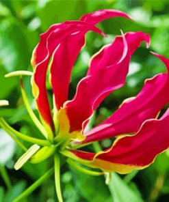 The Gloriosa Lily Plant Paint By Numbers