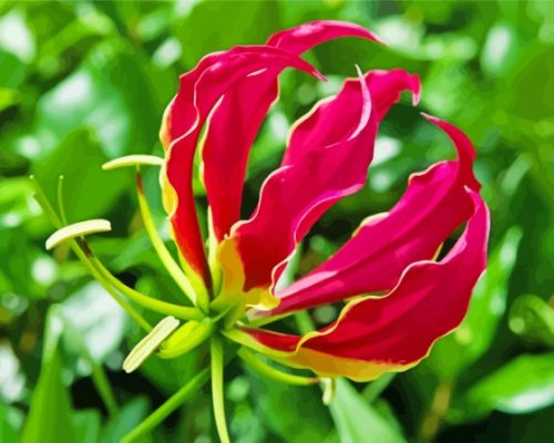 The Gloriosa Lily Plant Paint By Numbers