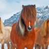 The Icelandic Ponies Paint By Numbers