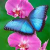 The Pink Orchid And Butterfly Paint By Numbers