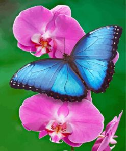 The Pink Orchid And Butterfly Paint By Numbers