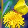 The Yellow Dandelion Butterfly Paint By Numbers