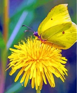 The Yellow Dandelion Butterfly Paint By Numbers