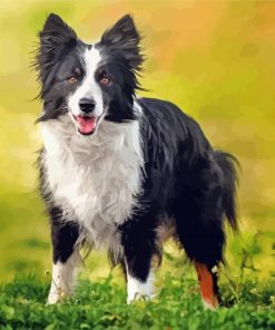 Welsh Sheepdog Paint By Numbers