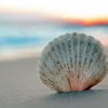 White Sea Shell On Beach Paint By Numbers