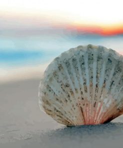 White Sea Shell On Beach Paint By Numbers