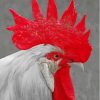 White Big Rooster Head Paint By Numbers