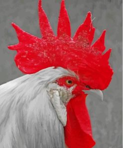 White Big Rooster Head Paint By Numbers