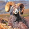 Wild Bighorn Sheep Paint By Numbers