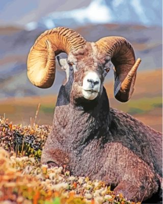 Wild Bighorn Sheep Paint By Numbers