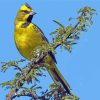 Yellow Cardinal Paint By Numbers