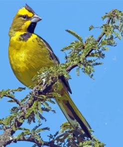 Yellow Cardinal Paint By Numbers