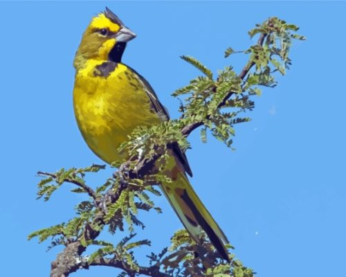 Yellow Cardinal Paint By Numbers