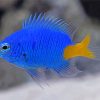 Yellow Tail Blue Damselfish Paint By Numbers