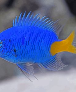 Yellow Tail Blue Damselfish Paint By Numbers