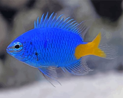 Yellow Tail Blue Damselfish Paint By Numbers