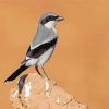 Aesthetic Loggerhead Shrike Paint By Numbers