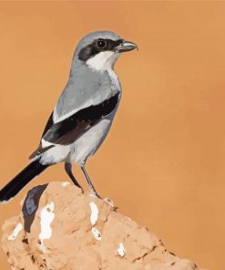 Aesthetic Loggerhead Shrike Paint By Numbers